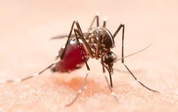 india-first-dengue-vaccine: भारत में पहली डेंगू वैक्सीन QDENGA को मंजूरी, जानें किस उम्र के लोगों को लग सकेगी डेंगू वैक्सीन
