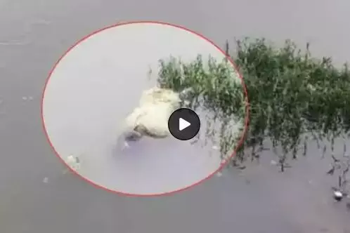 Raipur City News: लखना तालाब में मिली युवती की डेड बॉडी, मृतक की पहचान नहीं, मौके पर पहुंची पुलिस Raipur City News: लखना तालाब में मिली युवती की डेड बॉडी, मृतक की पहचान नहीं, मौके पर पहुंची पुलिस