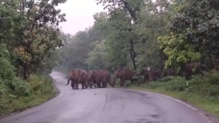 CG News : 20 से ज्यादा हाथियों के झुंड ने घंटों रोका हाईवे, एक ग्रामीण घायल CG News : 20 से ज्यादा हाथियों के झुंड ने घंटों रोका हाईवे, एक ग्रामीण घायल