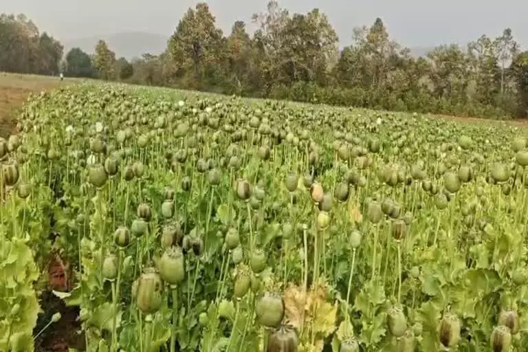 Durg Opium Cultivation Case: छत्तीसगढ़ के समोदा में अफीम खेती मामले में 939 पन्नों की चार्जशीट कोर्ट में पेश, 79 गवाह,मक्के की फसल के बीच उगाई गई थी अफीम