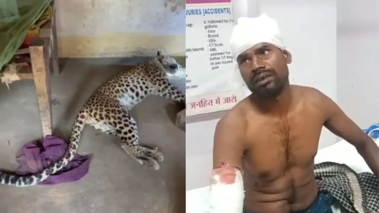 CG News : आधी रात घर में घुसा तेंदुआ, दो ग्रामीणों पर किया हमला, दहशत में लोगों ने घेरकर मार डाला