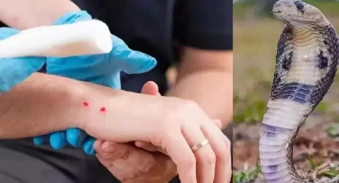 snake bite: हॉस्टल में आधी रात घुसा जहरीला नाग, सो रहीं 6 छात्राओं को डसा, 3 की इलाज के दौरान मौत snake bite: हॉस्टल में आधी रात घुसा जहरीला नाग, सो रहीं 6 छात्राओं को डसा, 3 की इलाज के दौरान मौत