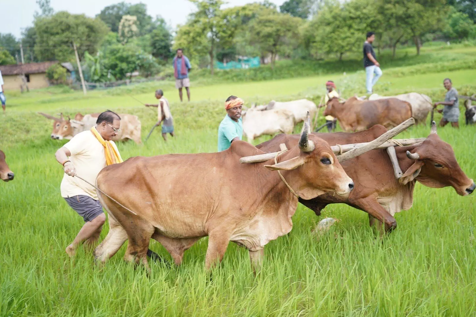 CG News : किसान के अंदाज में दिखे CM विष्णुदेव साय, खेत में चलाया हल CG News : किसान के अंदाज में दिखे CM विष्णुदेव साय, खेत में चलाया हल