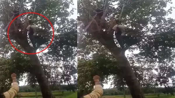 CG News : पेड़ की डाल काटते वक्त 33KV तार की चपेट में आया ग्रामीण, मौके पर मौत, तीन बेटियों ने खोया पिता CG News : पेड़ की डाल काटते वक्त 33KV तार की चपेट में आया ग्रामीण, मौके पर मौत, तीन बेटियों ने खोया पिता