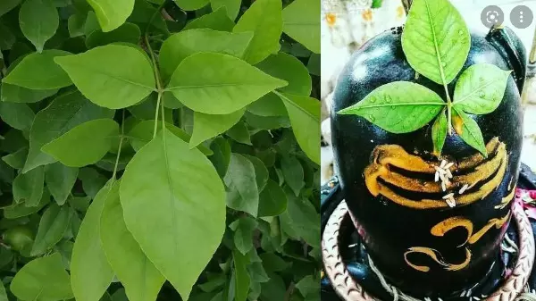Sawan Ekadashi : एकादशी के दिन बेलपत्र तोड़ना शुभ या अशुभ? जानिए क्या कहते हैं शास्त्रीय नियम Sawan Ekadashi : एकादशी के दिन बेलपत्र तोड़ना शुभ या अशुभ? जानिए क्या कहते हैं शास्त्रीय नियम