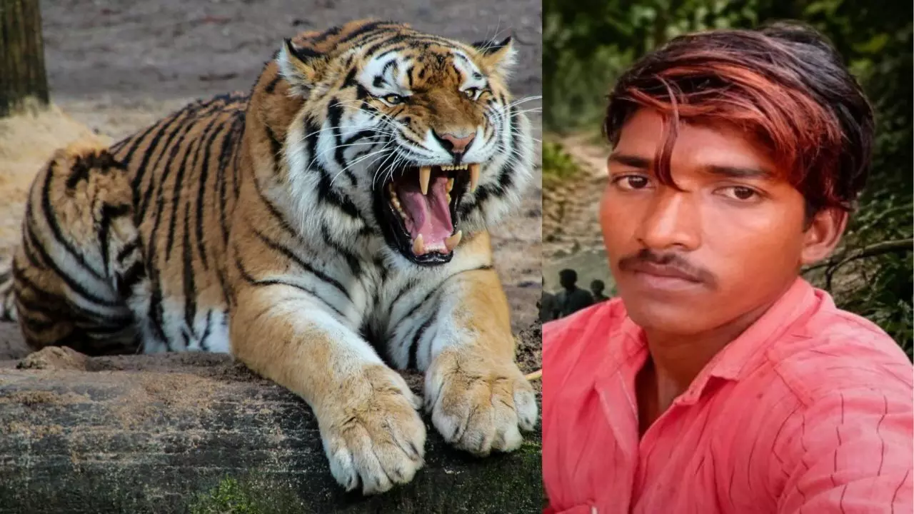 CG News : करिल लेने जंगल गया था युवक, शेरनी के हमले में गई जान, वन विभाग हुआ अलर्ट CG News : करिल लेने जंगल गया था युवक, शेरनी के हमले में गई जान, वन विभाग हुआ अलर्ट