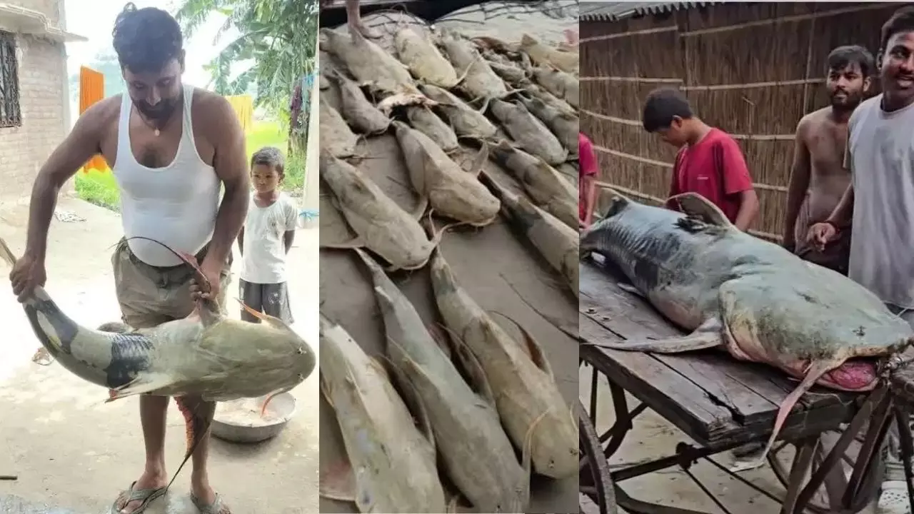 Nepal Flood Fish : नेपाल से बाढ़ में आई विशाल मछलियां, खाने से बीमार पड़ सकते हैं लोग; सरकार ने जारी की एडवाइजरी Nepal Flood Fish : नेपाल से बाढ़ में आई विशाल मछलियां, खाने से बीमार पड़ सकते हैं लोग; सरकार ने जारी की एडवाइजरी