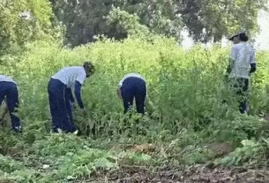 दुर्ग में अफीम की खेती के मामले में गिरफ्तार पूर्व भाजपा नेता को हाईकोर्ट से जमानत, FIR रद्द करने की याचिका खारिज, जानें कोर्ट ने कहा दुर्ग में अफीम की खेती के मामले में गिरफ्तार पूर्व भाजपा नेता को हाईकोर्ट से जमानत, FIR रद्द करने की याचिका खारिज, जानें कोर्ट ने कहा