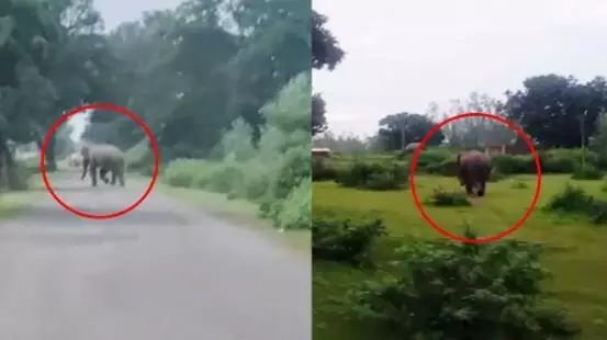 GPM Elephant Movement: मरवाही पहुंचे 2 हाथी, घुसरिया-कुम्हारी में अलर्ट, जंगल न जाने की मुनादी GPM Elephant Movement: मरवाही पहुंचे 2 हाथी, घुसरिया-कुम्हारी में अलर्ट, जंगल न जाने की मुनादी