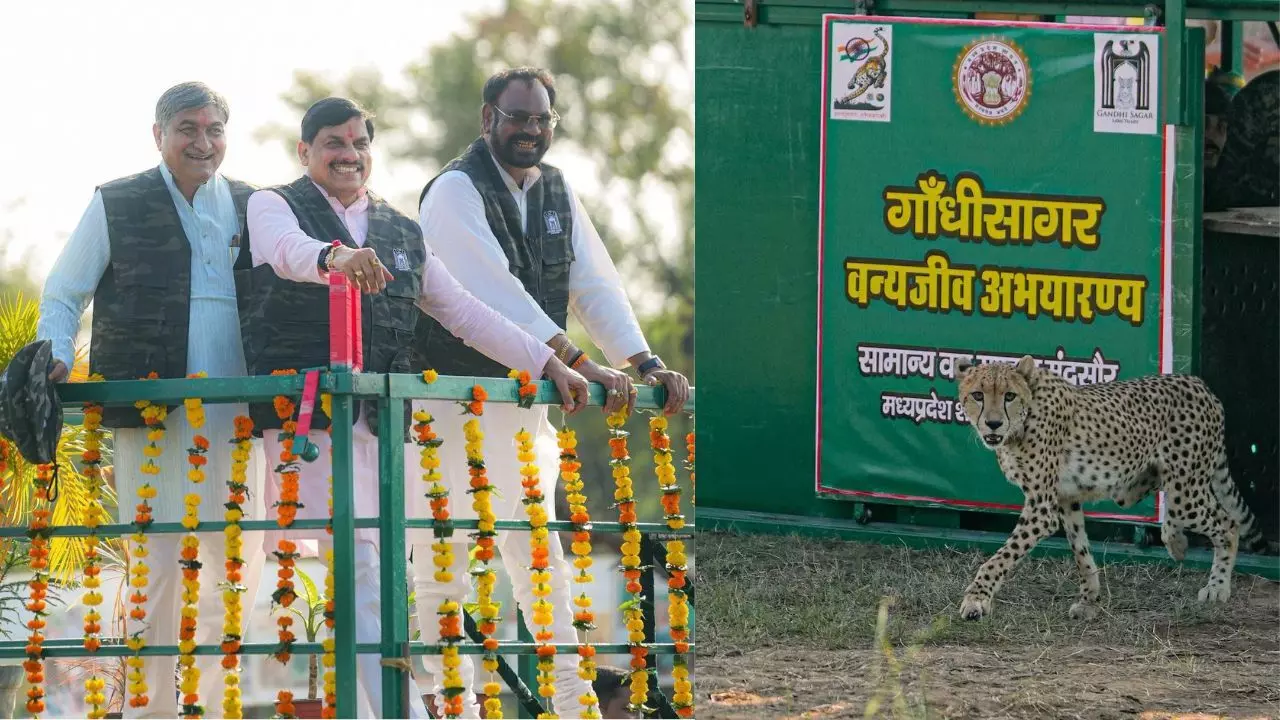 MP : गांधीसागर अभयारण्य में बढ़ी चीतों की संख्या, CM मोहन यादव ने बोत्सवाना से लाई मादा चीता CCB-2 को किया रिलीज MP : गांधीसागर अभयारण्य में बढ़ी चीतों की संख्या, CM मोहन यादव ने बोत्सवाना से लाई मादा चीता CCB-2 को किया रिलीज