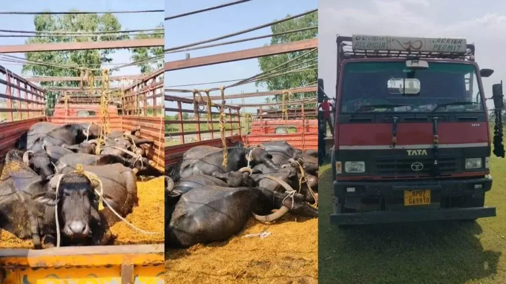 CG News : मालवाहक वाहन में ठूंसकर ले जाई जा रही थीं 15 भैंसें, 13 की मौत, चालक वाहन छोड़कर फरार CG News : मालवाहक वाहन में ठूंसकर ले जाई जा रही थीं 15 भैंसें, 13 की मौत, चालक वाहन छोड़कर फरार