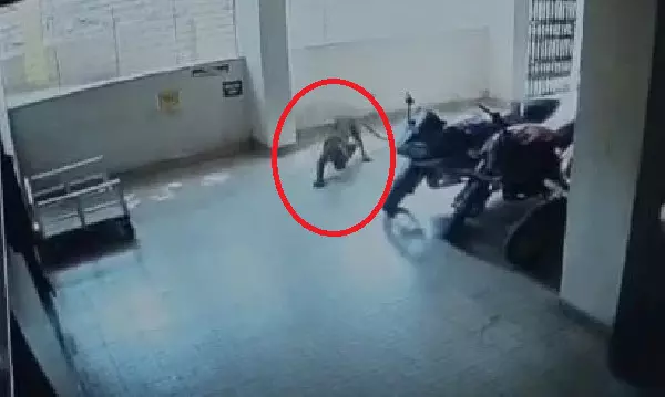 CG Leopard Rescue: हॉस्पिटल परिसर में घुसा तेंदुआ, दहशत में लोग, रेस्क्यू जारी CG Leopard Rescue: हॉस्पिटल परिसर में घुसा तेंदुआ, दहशत में लोग, रेस्क्यू जारी
