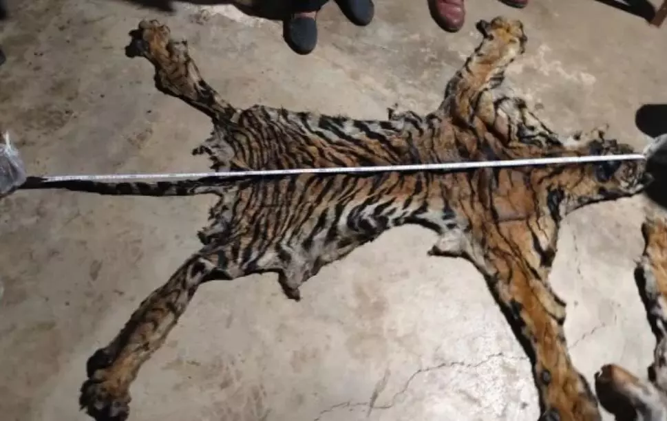 CG Tiger Poaching Case CBI Investigation: छत्तीसगढ़ में बाघ शिकार मामले की अब CBI करेगी जांच,बड़े नेटवर्क की आशंका CG Tiger Poaching Case CBI Investigation: छत्तीसगढ़ में बाघ शिकार मामले की अब CBI करेगी जांच,बड़े नेटवर्क की आशंका