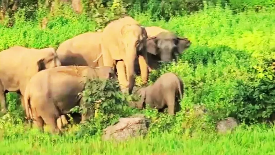 Jashpur Elephant Terror: छत्तीसगढ़ के इस शहर में घुसा दंतैल हाथी, चर्च और अस्पताल की तोड़ी बाउंड्रीवाल, लोगों में मची भगदड़ Jashpur Elephant Terror: छत्तीसगढ़ के इस शहर में घुसा दंतैल हाथी, चर्च और अस्पताल की तोड़ी बाउंड्रीवाल, लोगों में मची भगदड़