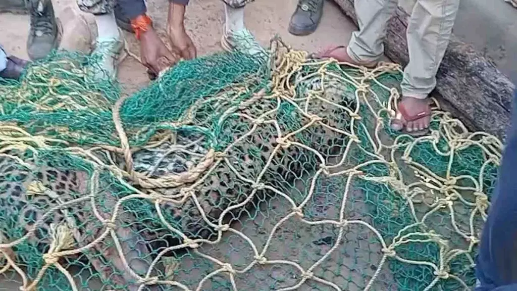 CG News: नगरी वनांचल में तेंदुए का आतंक, ग्रामीणों ने पकड़ा, हमले में कई लोग घायल, मौतों की भी खबर CG News: नगरी वनांचल में तेंदुए का आतंक, ग्रामीणों ने पकड़ा, हमले में कई लोग घायल, मौतों की भी खबर