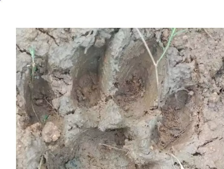 Balodabazar Tiger Puggmarks: बलौदाबाजार के चरोदा जंगल में मिले बाघ के पगचिन्ह, वन विभाग ने की पुष्टि Balodabazar Tiger Puggmarks: बलौदाबाजार के चरोदा जंगल में मिले बाघ के पगचिन्ह, वन विभाग ने की पुष्टि