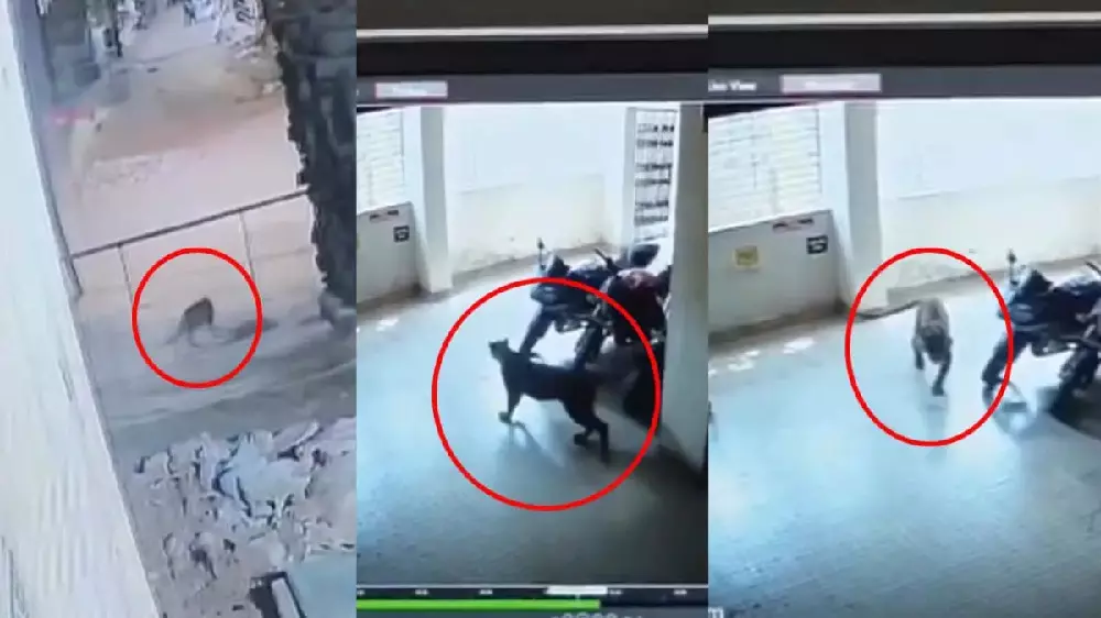 CG News : रिहायशी इलाके में फिर दिखा तेंदुआ, CCTV में कैद हुई तस्वीर, 15 दिन में तीसरी घटना से दहशत में लोग CG News : रिहायशी इलाके में फिर दिखा तेंदुआ, CCTV में कैद हुई तस्वीर, 15 दिन में तीसरी घटना से दहशत में लोग